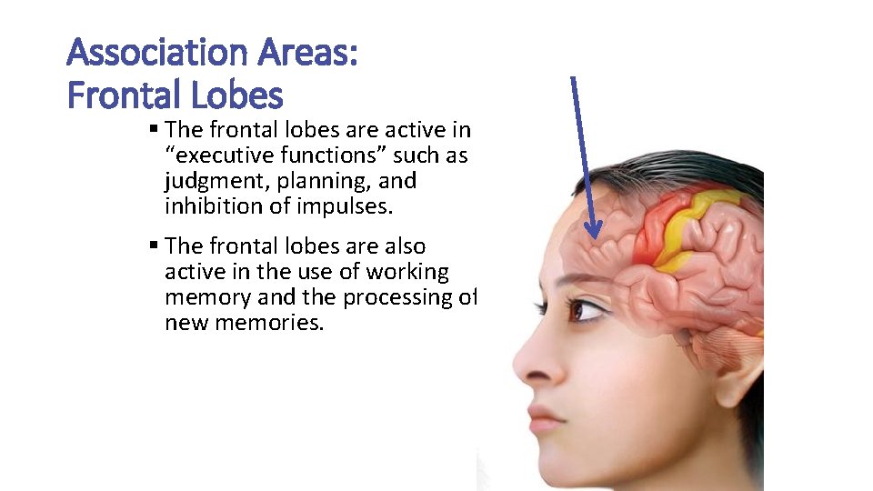 Association Areas: Frontal Lobes § The frontal lobes are active in “executive functions” such