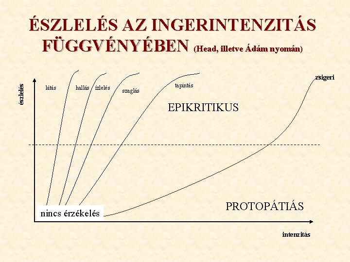 ÉSZLELÉS AZ INGERINTENZITÁS FÜGGVÉNYÉBEN (Head, illetve Ádám nyomán) észlelés zsigeri látás hallás ízlelés szaglás