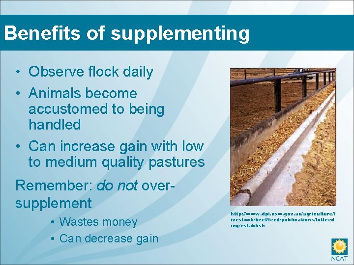 Benefits of supplementing • Observe flock daily • Animals become accustomed to being handled