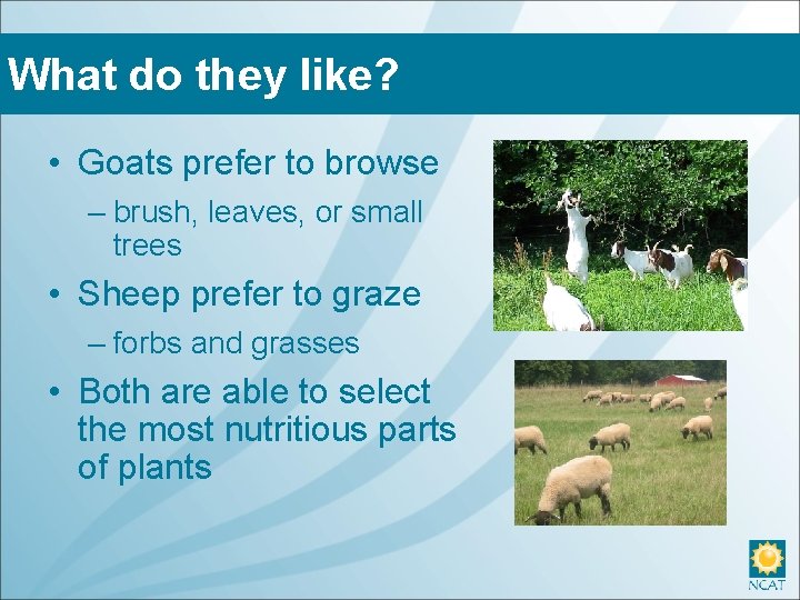 What do they like? • Goats prefer to browse – brush, leaves, or small