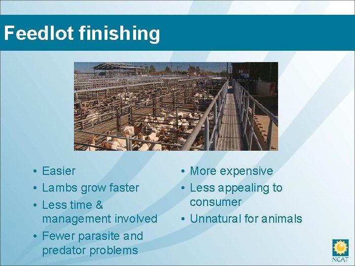 Feedlot finishing • Easier • Lambs grow faster • Less time & management involved