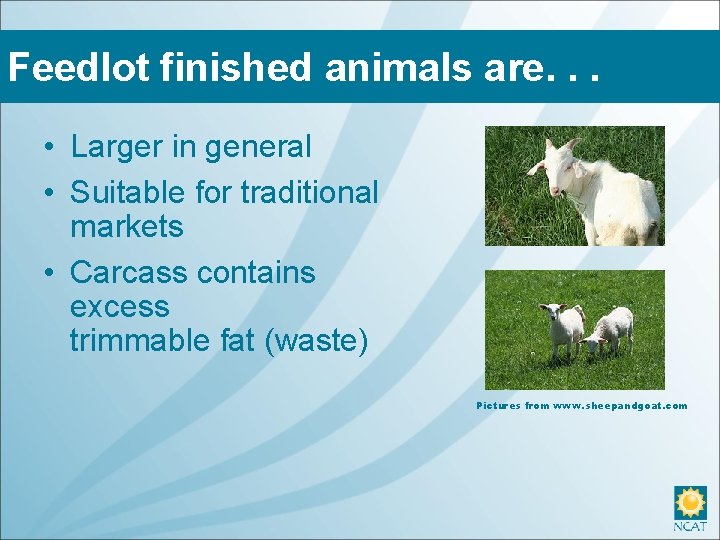 Feedlot finished animals are. . . • Larger in general • Suitable for traditional