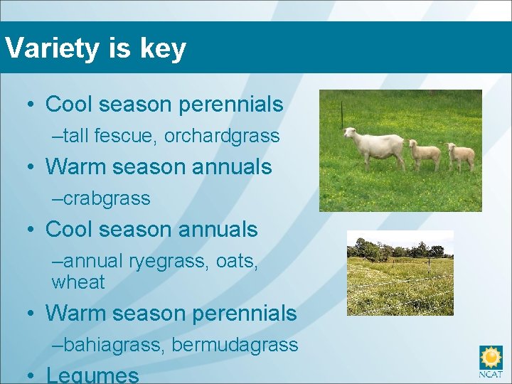 Variety is key • Cool season perennials –tall fescue, orchardgrass • Warm season annuals