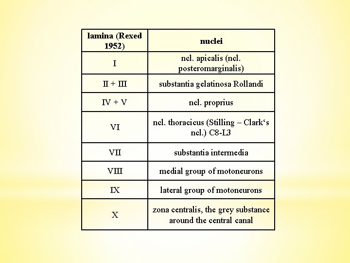 lamina (Rexed 1952) nuclei I ncl. apicalis (ncl. posteromarginalis) II + III substantia gelatinosa