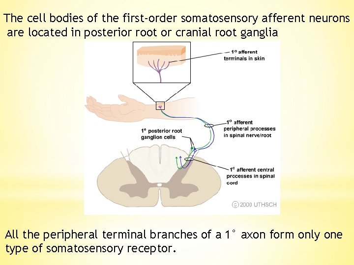 The cell bodies of the first-order somatosensory afferent neurons are located in posterior root