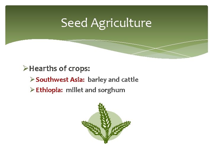 Seed Agriculture ØHearths of crops: Ø Southwest Asia: barley and cattle Ø Ethiopia: millet