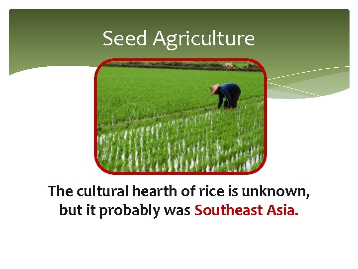 Seed Agriculture The cultural hearth of rice is unknown, but it probably was Southeast