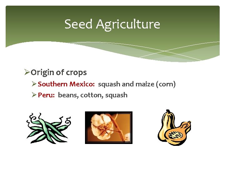 Seed Agriculture ØOrigin of crops Ø Southern Mexico: squash and maize (corn) Ø Peru: