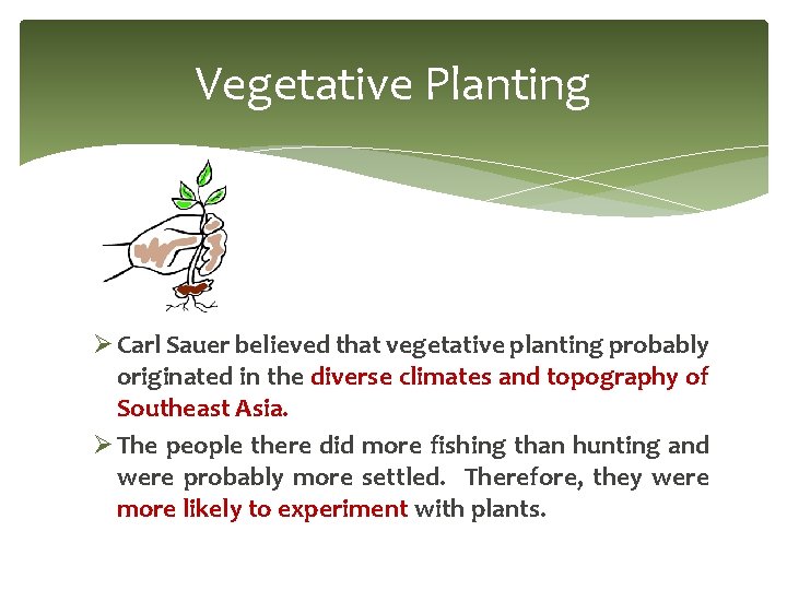 Vegetative Planting Ø Carl Sauer believed that vegetative planting probably originated in the diverse