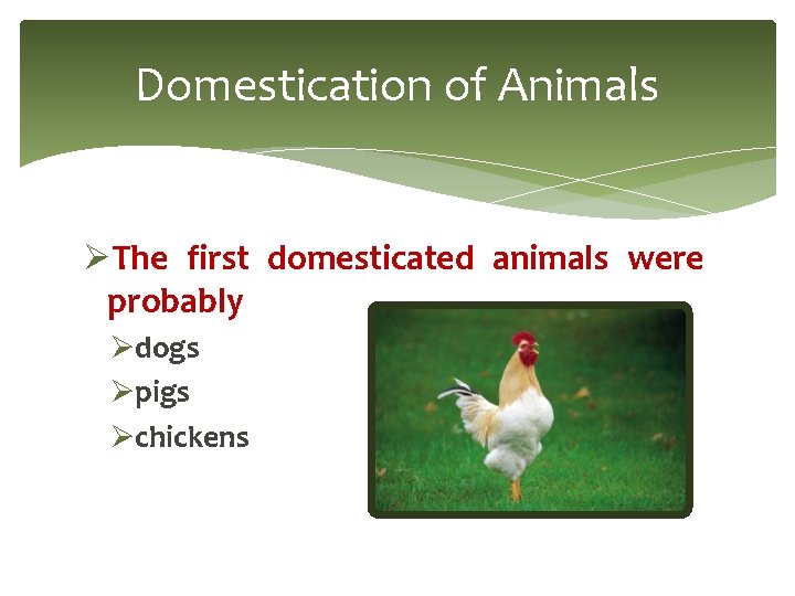 Domestication of Animals ØThe first domesticated animals were probably Ødogs Øpigs Øchickens 