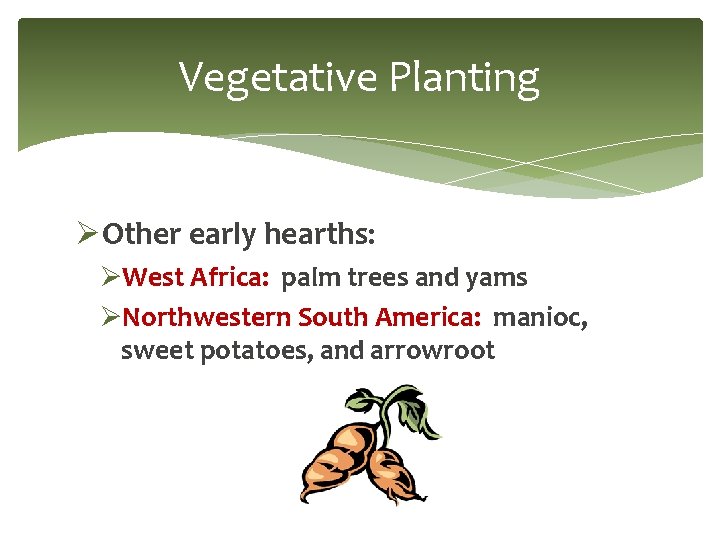 Vegetative Planting ØOther early hearths: ØWest Africa: palm trees and yams ØNorthwestern South America: