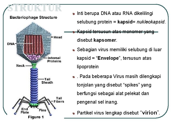 STRUKTUR Inti berupa DNA atau RNA dikelilingi selubung protein = kapsid= nukleokapsid. Kapsid tersusun