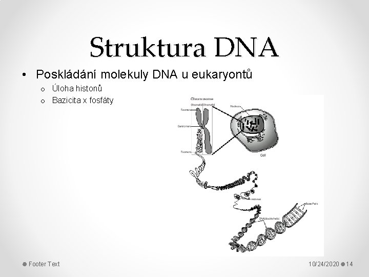 Struktura DNA • Poskládání molekuly DNA u eukaryontů o Úloha histonů o Bazicita x