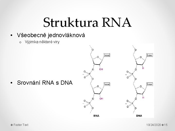 Struktura RNA • Všeobecně jednovláknová o Výjimka některé viry • Srovnání RNA s DNA