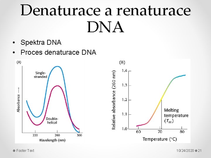 Denaturace a renaturace DNA • Spektra DNA • Proces denaturace DNA Footer Text 10/24/2020