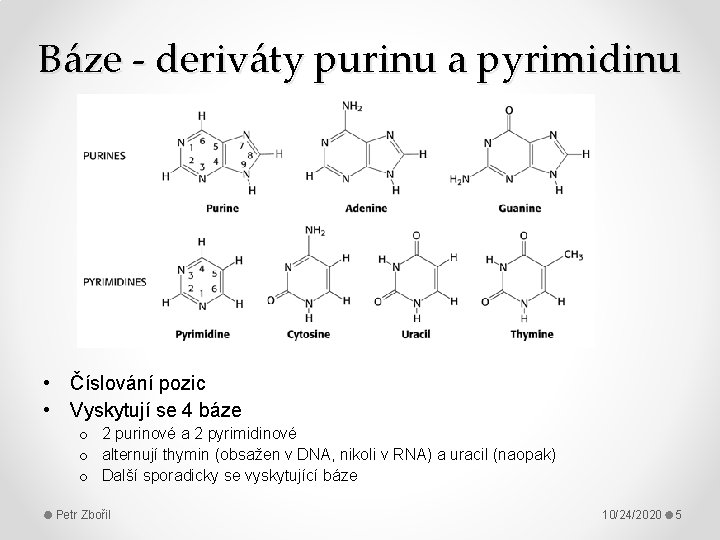 Báze - deriváty purinu a pyrimidinu • Číslování pozic • Vyskytují se 4 báze