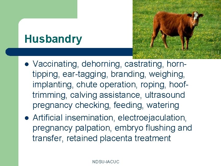 Husbandry l l Vaccinating, dehorning, castrating, horntipping, ear-tagging, branding, weighing, implanting, chute operation, roping,