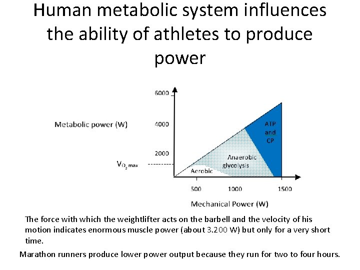 Human metabolic system influences the ability of athletes to produce power The force with