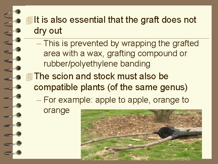 4 It is also essential that the graft does not dry out – This