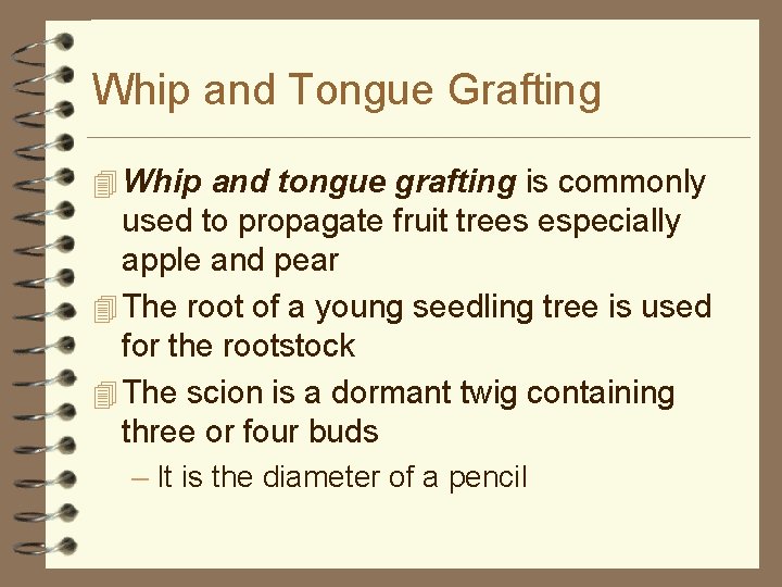 Whip and Tongue Grafting 4 Whip and tongue grafting is commonly used to propagate