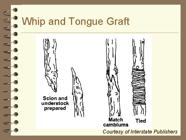 Whip and Tongue Graft Courtesy of Interstate Publishers 