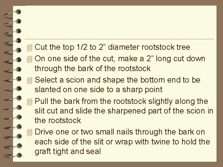 4 Cut the top 1/2 to 2” diameter rootstock tree 4 On one side