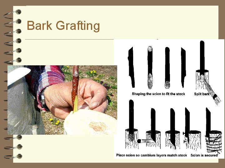 Bark Grafting Courtesy of Interstate Publishers 