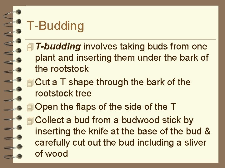 T-Budding 4 T-budding involves taking buds from one plant and inserting them under the