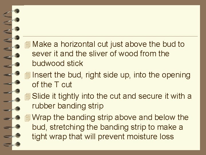 4 Make a horizontal cut just above the bud to sever it and the