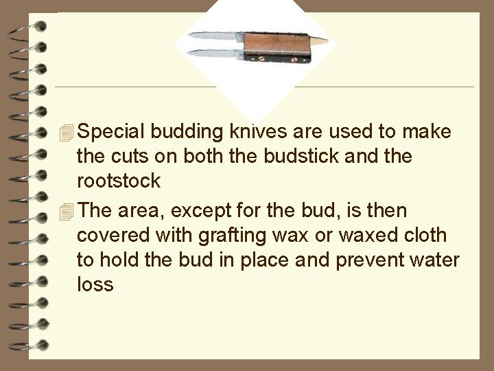4 Special budding knives are used to make the cuts on both the budstick
