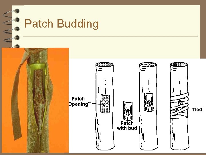 Patch Budding Courtesy of Interstate Publishers 