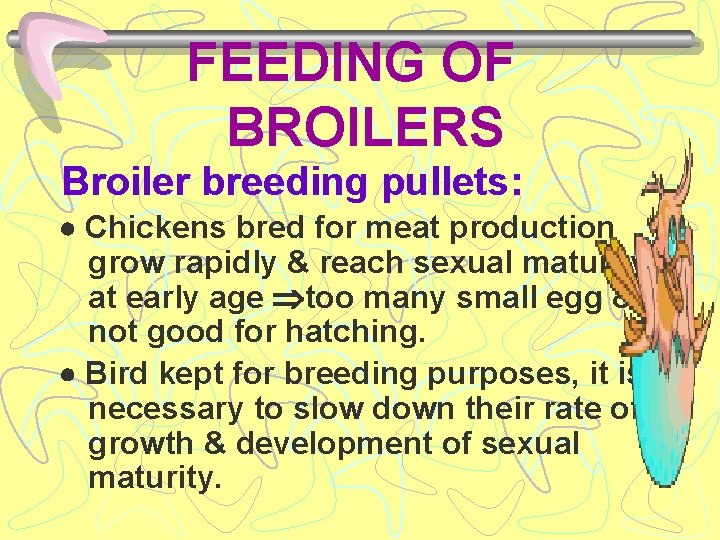 FEEDING OF BROILERS Broiler breeding pullets: Chickens bred for meat production grow rapidly &