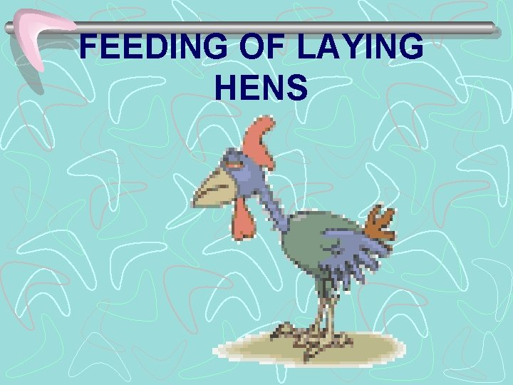 FEEDING OF LAYING HENS 