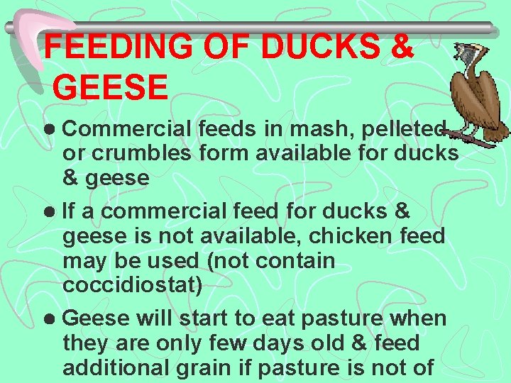 FEEDING OF DUCKS & GEESE Commercial feeds in mash, pelleted or crumbles form available