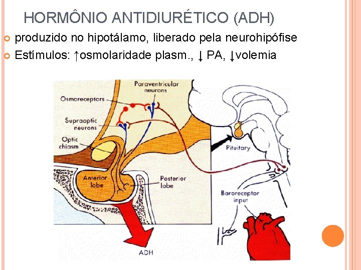 HORMÔNIO ANTIDIURÉTICO (ADH) produzido no hipotálamo, liberado pela neurohipófise Estímulos: ↑osmolaridade plasm. , ↓