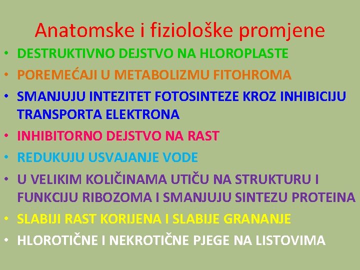 Anatomske i fiziološke promjene • DESTRUKTIVNO DEJSTVO NA HLOROPLASTE • POREMEĆAJI U METABOLIZMU FITOHROMA