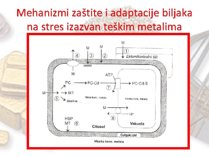 Mehanizmi zaštite i adaptacije biljaka na stres izazvan teškim metalima 