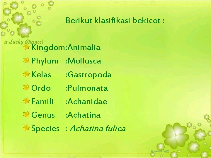 Berikut klasifikasi bekicot : Kingdom: Animalia Phylum : Mollusca Kelas : Gastropoda Ordo :