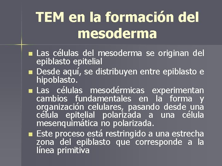 TEM en la formación del mesoderma n n Las células del mesoderma se originan