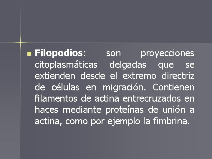 n Filopodios: son proyecciones citoplasmáticas delgadas que se extienden desde el extremo directriz de