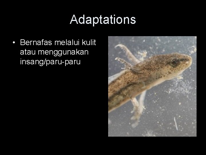 Adaptations • Bernafas melalui kulit atau menggunakan insang/paru-paru 