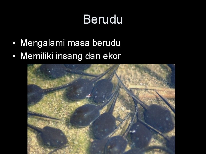 Berudu • Mengalami masa berudu • Memiliki insang dan ekor 