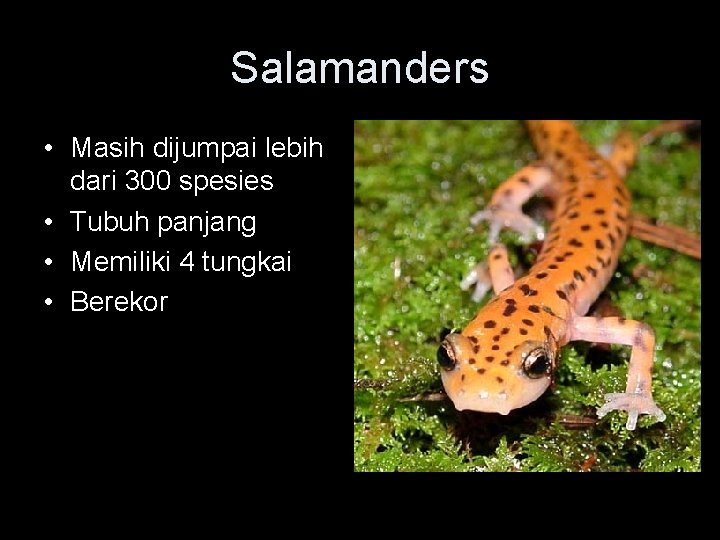 Salamanders • Masih dijumpai lebih dari 300 spesies • Tubuh panjang • Memiliki 4