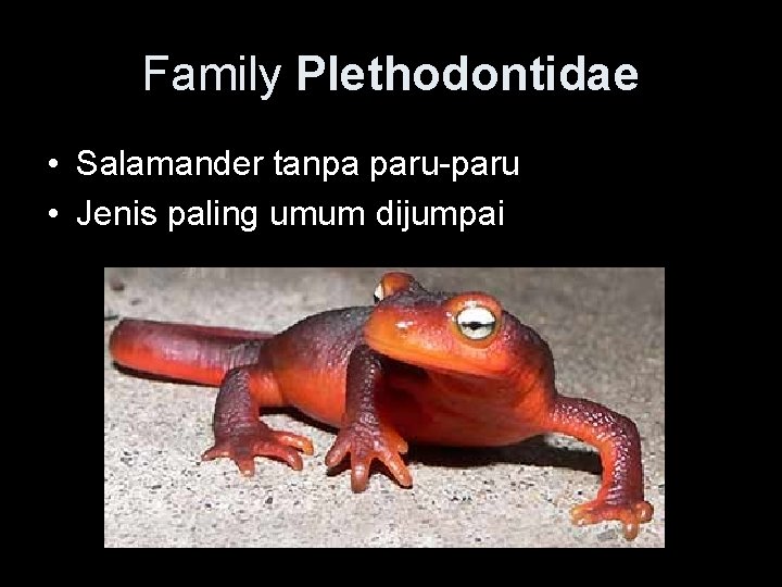 Family Plethodontidae • Salamander tanpa paru-paru • Jenis paling umum dijumpai 