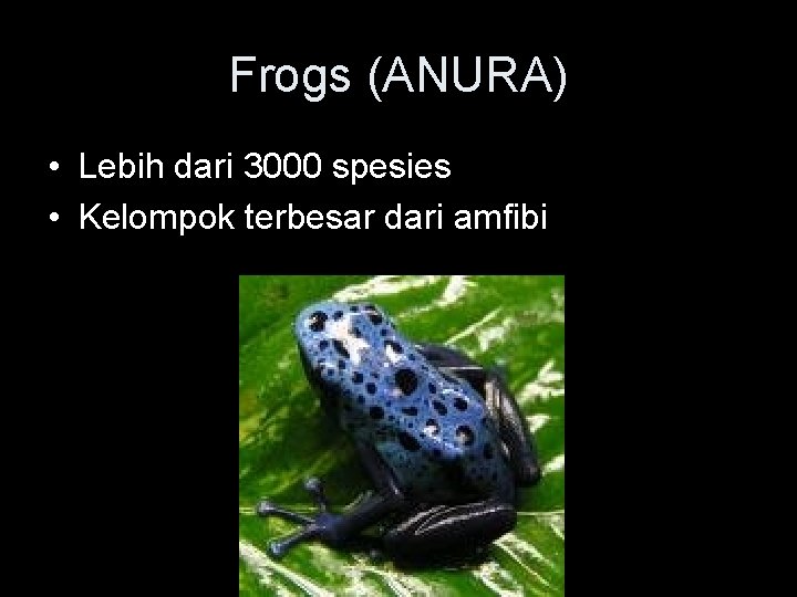 Frogs (ANURA) • Lebih dari 3000 spesies • Kelompok terbesar dari amfibi 