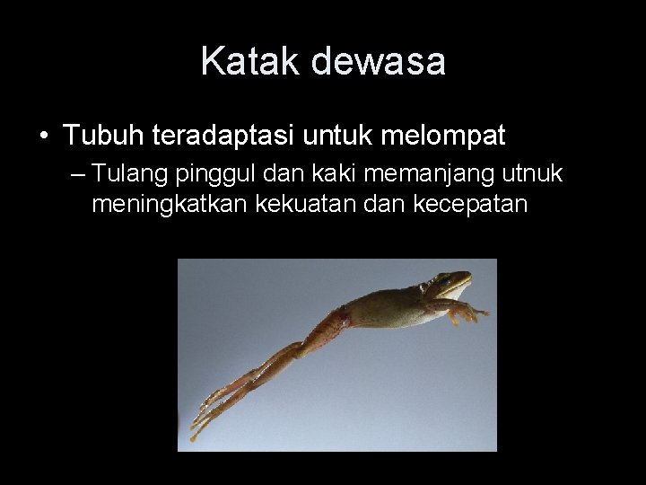 Katak dewasa • Tubuh teradaptasi untuk melompat – Tulang pinggul dan kaki memanjang utnuk