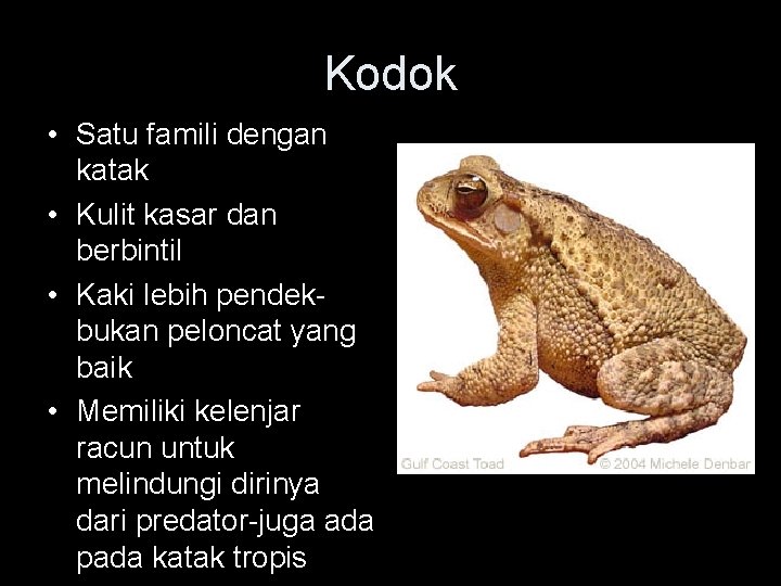 Kodok • Satu famili dengan katak • Kulit kasar dan berbintil • Kaki lebih