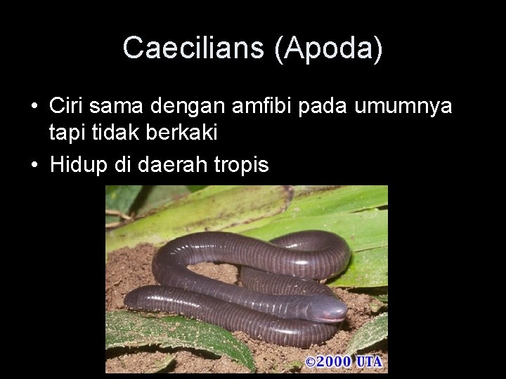 Caecilians (Apoda) • Ciri sama dengan amfibi pada umumnya tapi tidak berkaki • Hidup
