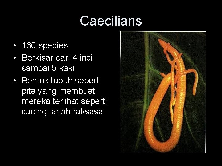 Caecilians • 160 species • Berkisar dari 4 inci sampai 5 kaki • Bentuk