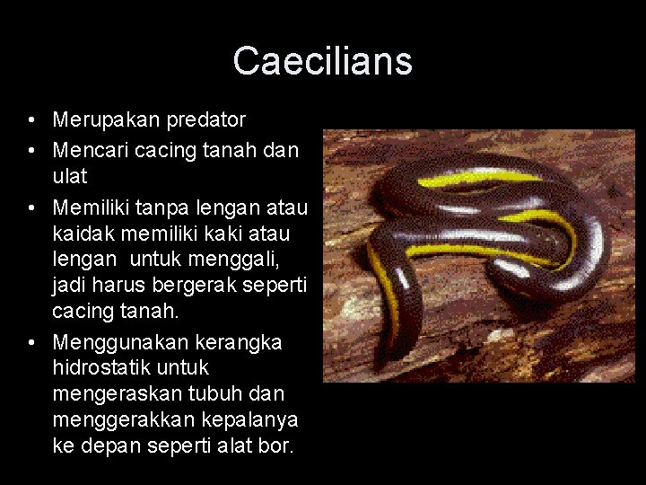 Caecilians • Merupakan predator • Mencari cacing tanah dan ulat • Memiliki tanpa lengan